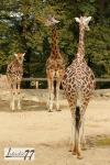 ZOO Lešná - žirafa 