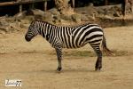 ZOO Lešná - zebra 